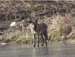 Wolf on Frozen Pond
